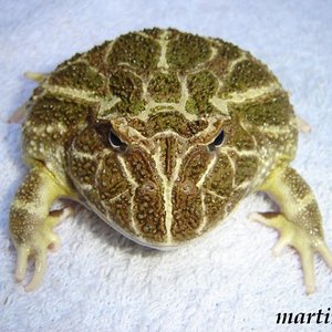 cranw 21 (600 x 450).jpg