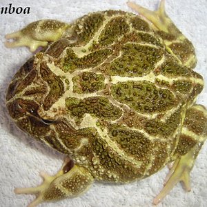 cranw 22 (600 x 450).jpg