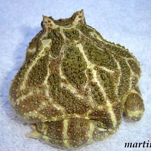 cranw 23 (600 x 450).jpg