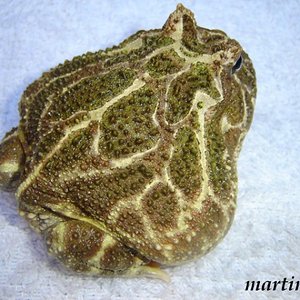 cranw 24 (600 x 450).jpg