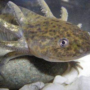 ambystoma_mexicanum.jpg