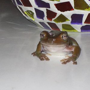 letizio superstar.JPG