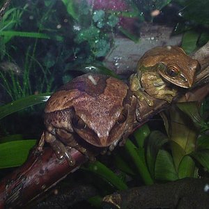 Parejita a la luz de la luna.JPG