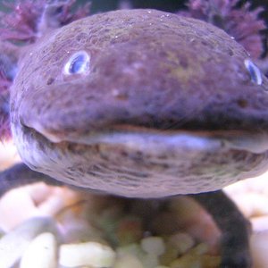 monstruo ajolote.JPG