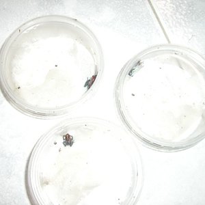 Imagen 032 (600 x 450).jpg