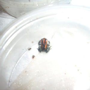 Imagen 033 (600 x 450).jpg