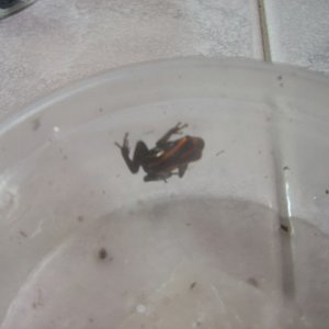 Imagen 034 (600 x 450).jpg