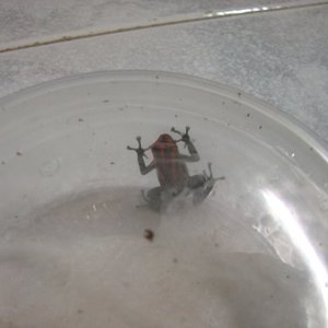 Imagen 035 (600 x 450).jpg