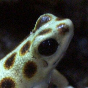 pumilioauratus3 006.jpg