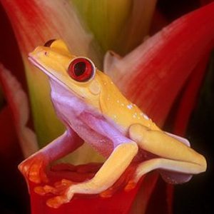 Agalychnis Callydrias albina 1.jpg