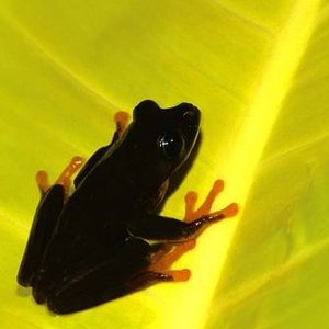 Agalychnis Callydrias negras 1.jpg