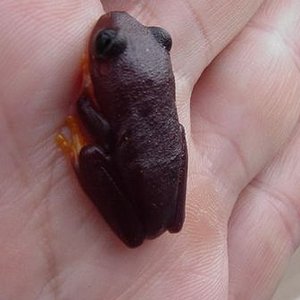 Agalychnis Callydrias negras 2.jpg