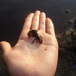 triturus.JPG