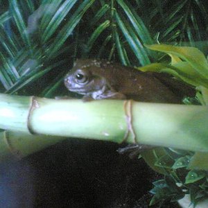 litoria (1).jpg