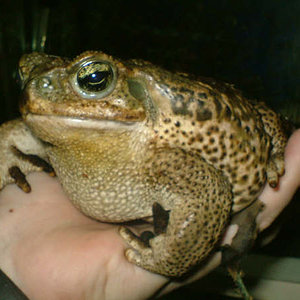Bufo.jpg