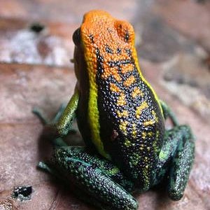 bassleri naranja 1.jpg