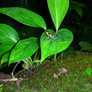 D.intermedius peru 3.jpg
