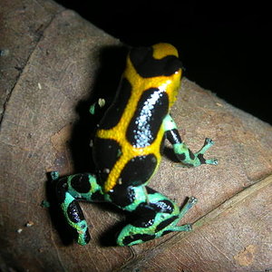 D.intermedius peru 5.jpg