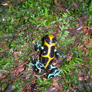 D.intermedius peru 2.jpg