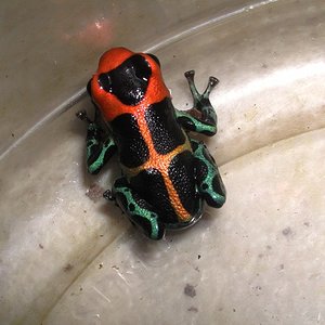 D.intermedius peru 7.jpg