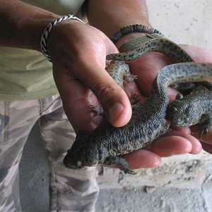 IMG_0235 (Medium).JPG