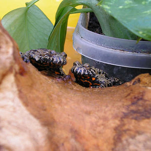 bombita y tijuana.jpg