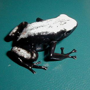 D, galactonotus white-koi.jpg