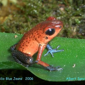 D.Pumilio Blue Jeans   2006  Albert Sanchez 020.jpg