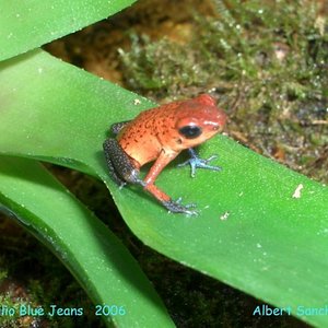 D.Pumilio Blue Jeans   2006  Albert Sanchez 021.jpg