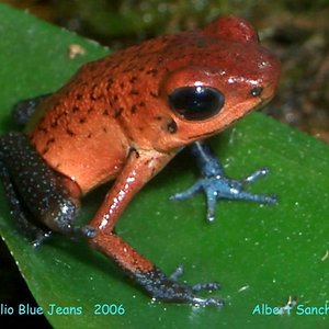 D.Pumilio Blue Jeans   2006  Albert Sanchez 022.jpg