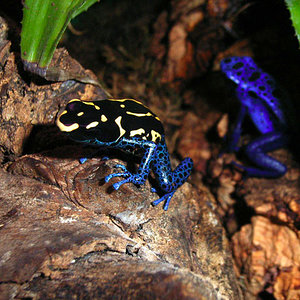 dendros 006 copia.jpg