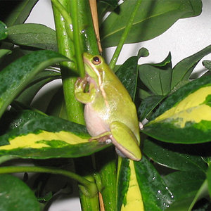 hyla cinerea.jpg