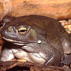 bufo alvarius Girard 01.jpg