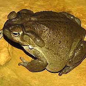 Bufo alvarius Girard 02.jpg