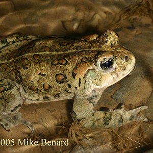 Bufo boreas 01.jpg