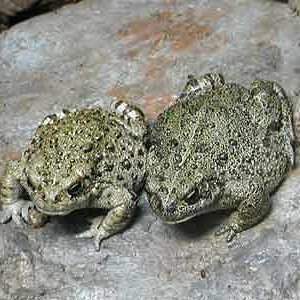 Bufo boreas 02.jpg