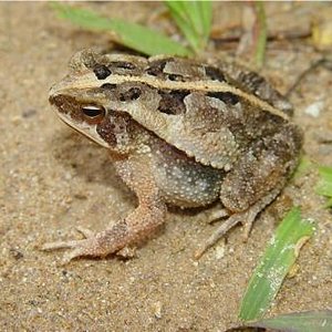 Bufo canaliferus 1aa.jpg