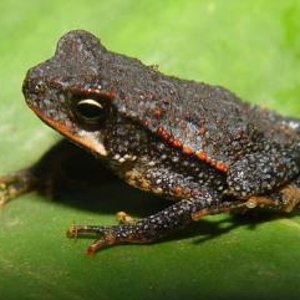 Bufo cavifrons 01.jpg