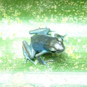 cerro brucho_swampipoint.jpg