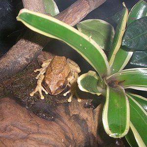 Leptopelis Sp. Macho.JPG