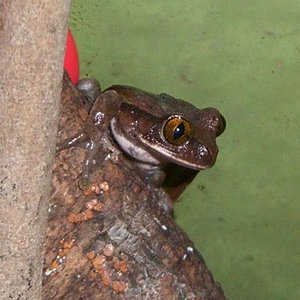 Leptopelis Sp. Macho2.JPG