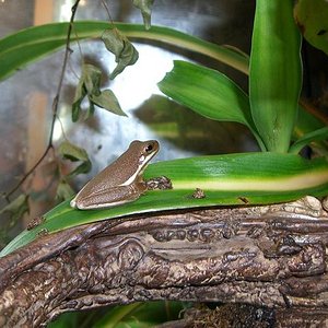 hyla cinerea2.JPG