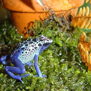 D.AZUREUS 006.jpg