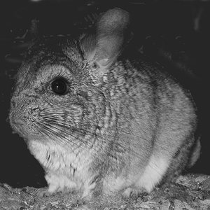 kelly byn (Medium).jpg