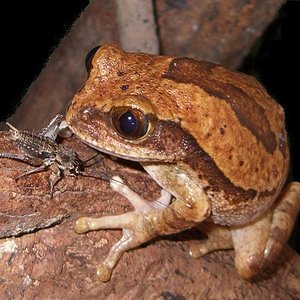 Leptopelis Hembra.JPG