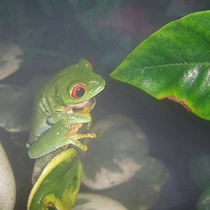agalychnis 4.JPG