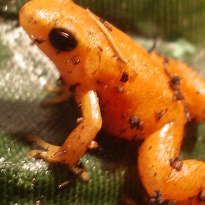 mantellas 042 (Small).JPG