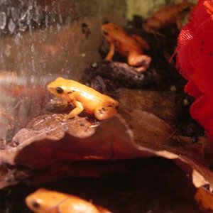 mantellas 047 (Small).JPG