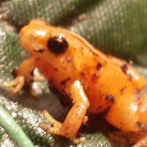 mantellas 044 (Small).JPG