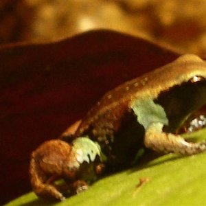 mantellas 027 (Small).JPG